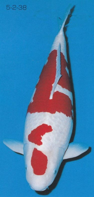 Đáng chú ý nhất là con cá Koi tên Loulan tham gia Cuộc thi cá Koi và 2 lần giành chức vô địch, thậm chí nó còn được bán đấu giá với giá 20 triệu tệ, (khoảng 67 tỷ đồng). Ảnh: Facebook