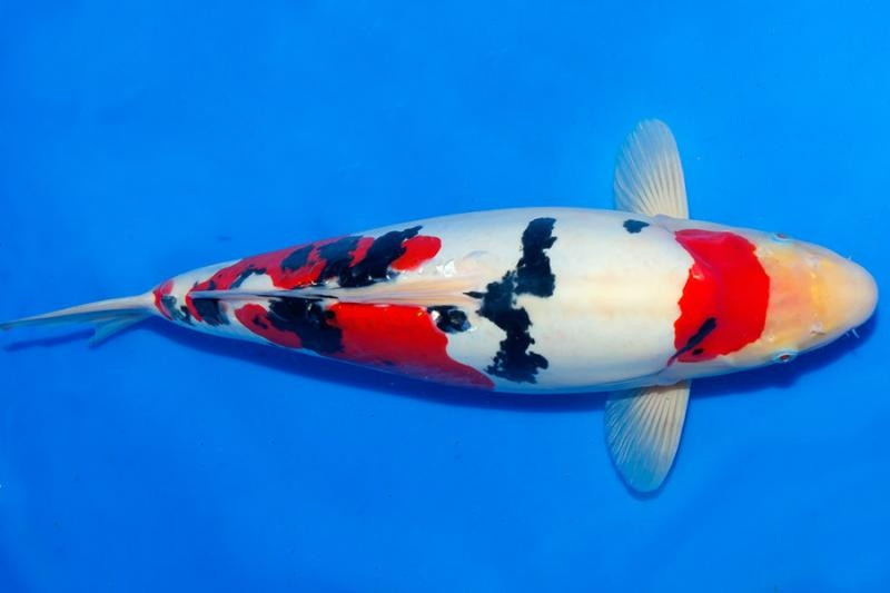 Cá Koi khả năng mang thai cùng lúc hàng triệu con nhưng việc nuôi dưỡng vô cùng khó khăn. Người nuôi phải có sự lựa chọn thông minh sáng suốt. Ảnh: DM