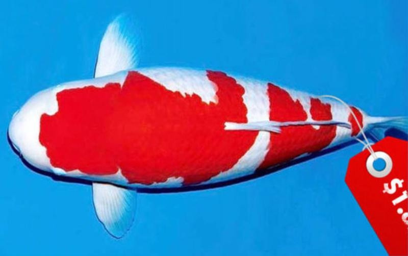 Kohaku là giống cá Koi có màu trắng với những mảng màu đỏ trên thân. Để trở thành một con cá Koi giống Kohaku hoàn hảo, màu trắng phải nguyên sơ và không có bất kỳ sự lệch chuyển sang màu vàng nào. Ảnh: Japan Times