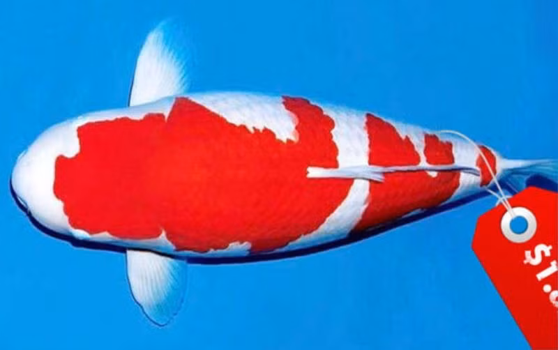 Kohaku là giống cá Koi có màu trắng với những mảng màu đỏ trên thân. Để trở thành một con cá Koi giống Kohaku hoàn hảo, màu trắng phải nguyên sơ và không có bất kỳ sự lệch chuyển sang màu vàng nào. Ảnh: Japan Times