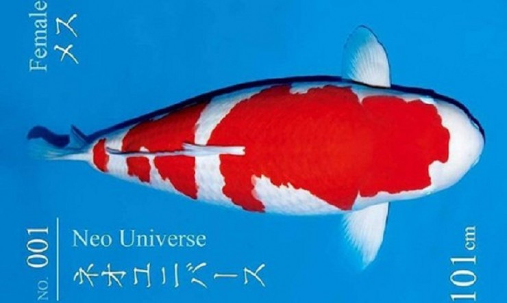 Trước đó, từng có một đại gia chi khoảng 42 tỷ mua chú cá Koi thuộc top đắt nhất thế giới mang tên S Legend. Ảnh: Ishi Koi Farm