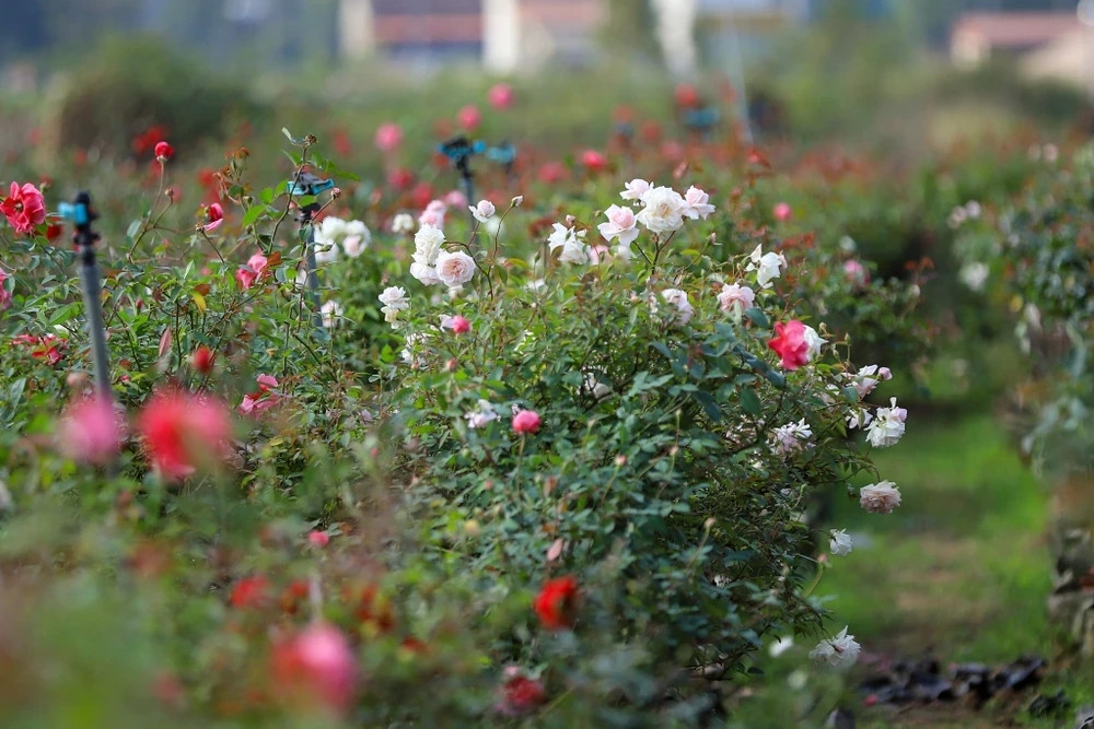 Vài năm trở lại đây, theo xu thế của thị trường, người trồng hoa Mê Linh đã trồng thí điểm nhiều giống hoa hồng mới. (Ảnh: Hoài Nam/Vietnam+)