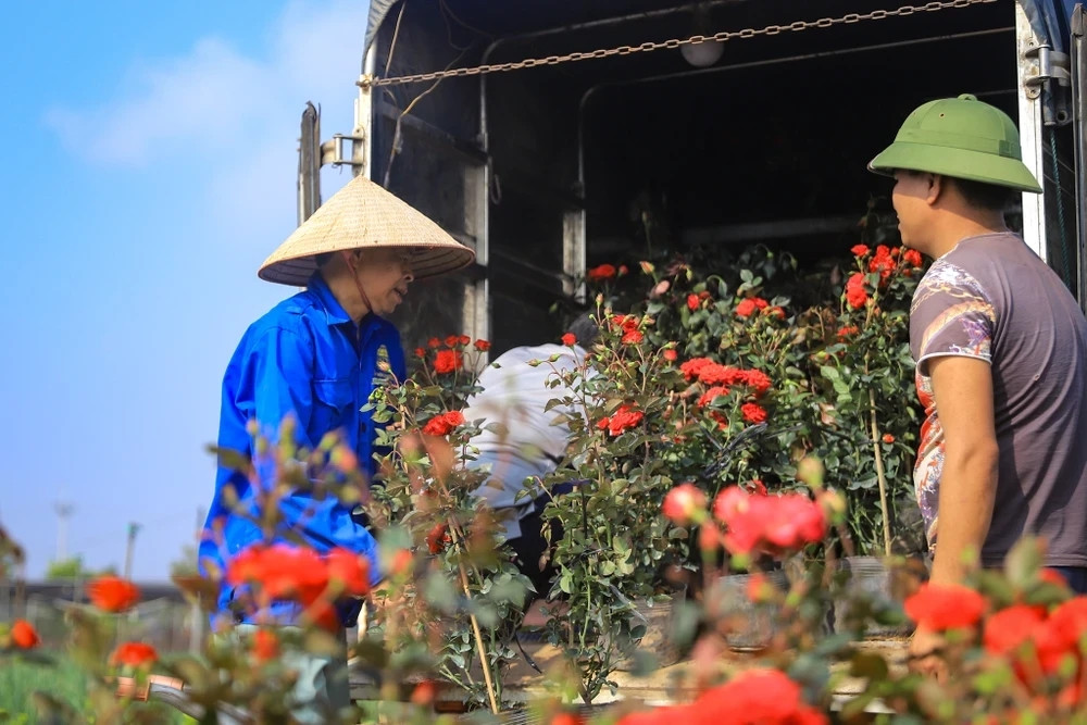 Thương lái từ khắp nơi cũng đổ về vựa hoa Mê Linh để nhập hàng cung ứng cho thị trường hoa Tết Giáp Thìn 2024. (Ảnh: Hoài Nam/Vietnam+)