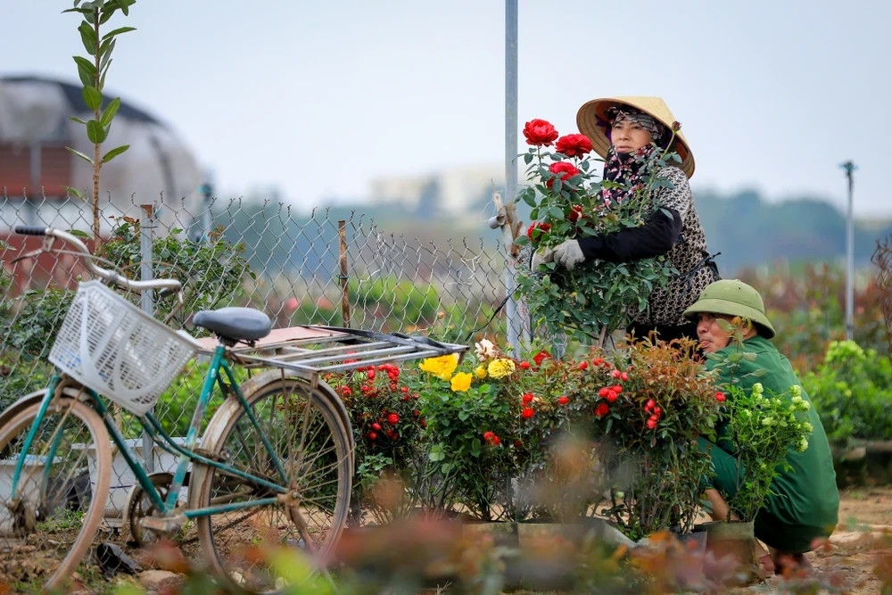 Một số chủ vườn cho biết, tuy năm nay giá hoa tăng nhẹ so với năm trước nhưng sản lượng không được nhiều. Tuy nhiên, các nhà vườn cũng đã rục rịch có khách đến đặt cọc trước. (Ảnh: Hoài Nam/Vietnam+)