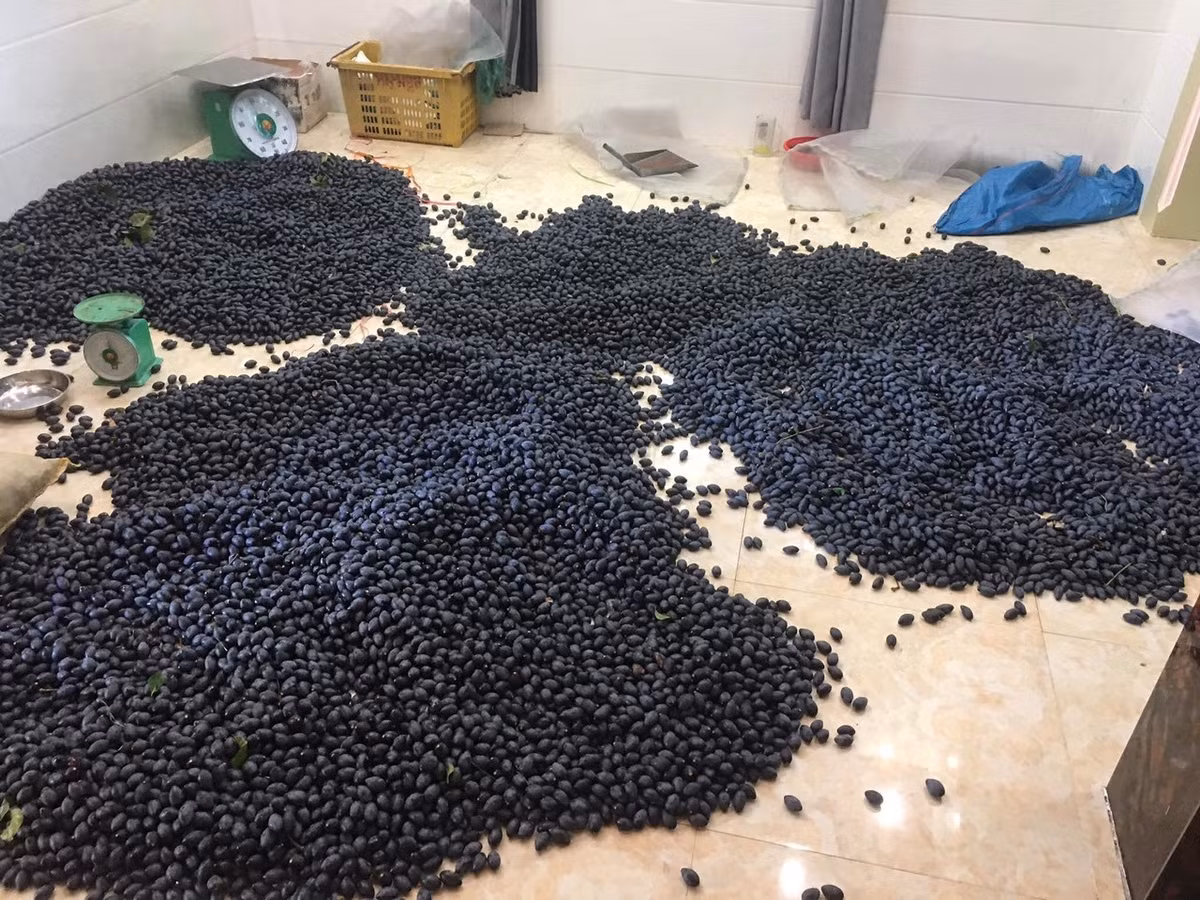 Nhờ mức giá đắt đỏ, trám đen mang lại nguồn thu nhập đáng kể cho người dân địa phương. Ảnh: Vietnamnet