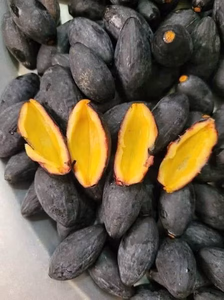 Ngày nay, trám đen trở thành đặc sản, cứ đến mùa là người dân khắp nơi lùng mua bằng được, giá lên tới hàng trăm nghìn đồng/kg vẫn khó mua. Ảnh: Facebook