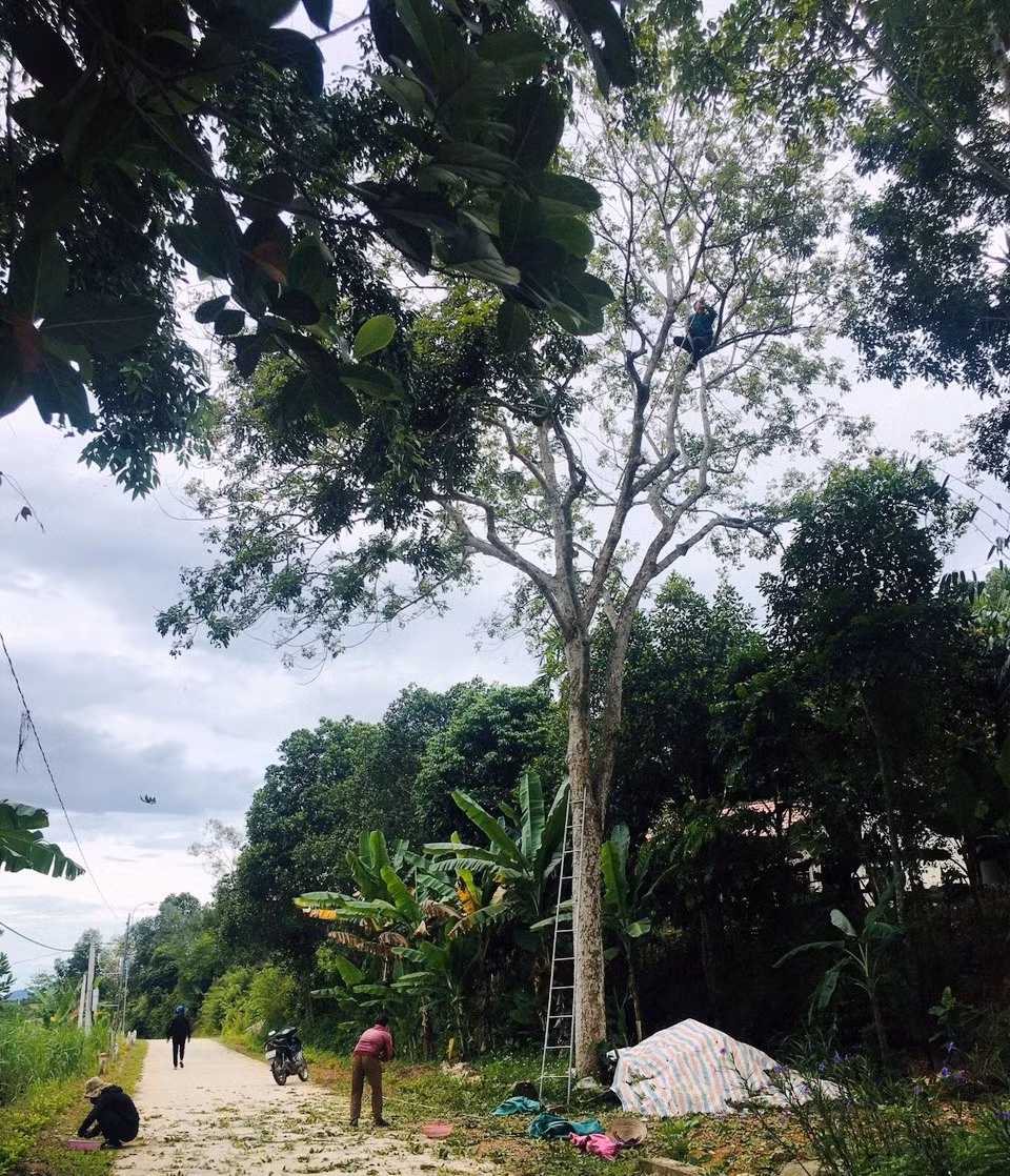 Vào mùa, những người thợ hái trám đen ở Nghệ An, Hà Tĩnh... làm không hết việc, mỗi ngày đút túi từ 500.000 - 800.000 đồng, thậm chí cả tiền triệu. Ảnh: Vietnamnet