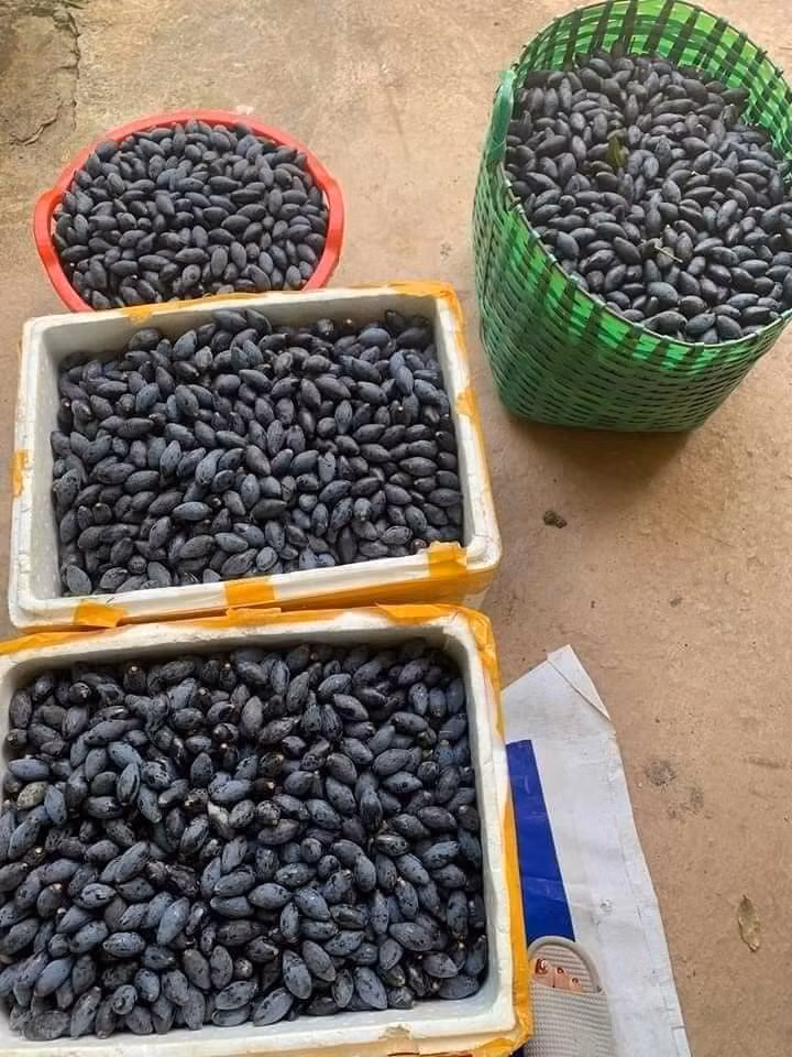 Chị Mai (Hà Đông, Hà Nội) cho biết: "Thường khoảng tháng 9 mới đến mùa trám đen nhưng tôi đã thấy trên chợ cư dân của khu chung cư có người bán trám đen 180.000 đồng/kg. Tôi hỏi mua nhưng họ đã hết hàng". Ảnh: Facebook