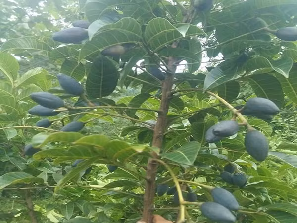  Trám đen là cây thân gỗ mọc nhiều ở vùng rừng núi và trung du phía Bắc. Cây chỉ cho thu hoạch một lần trong năm, thường ra hoa sớm vào tháng 5 và cho quả chín vào tháng 7 - tháng 9 âm lịch. Ảnh: Internet