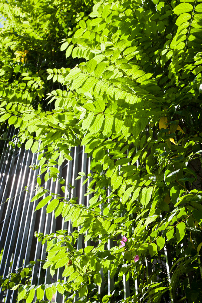 Các ban công không sử dụng được chuyển thành không gian xanh, đảm bảo sự riêng tư và an ninh cho cư dân.