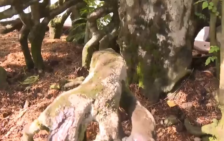 Ông Nhãn không có ý định bán nên không định giá cây khế bao nhiêu. Ảnh: Truyền hình Hậu Giang