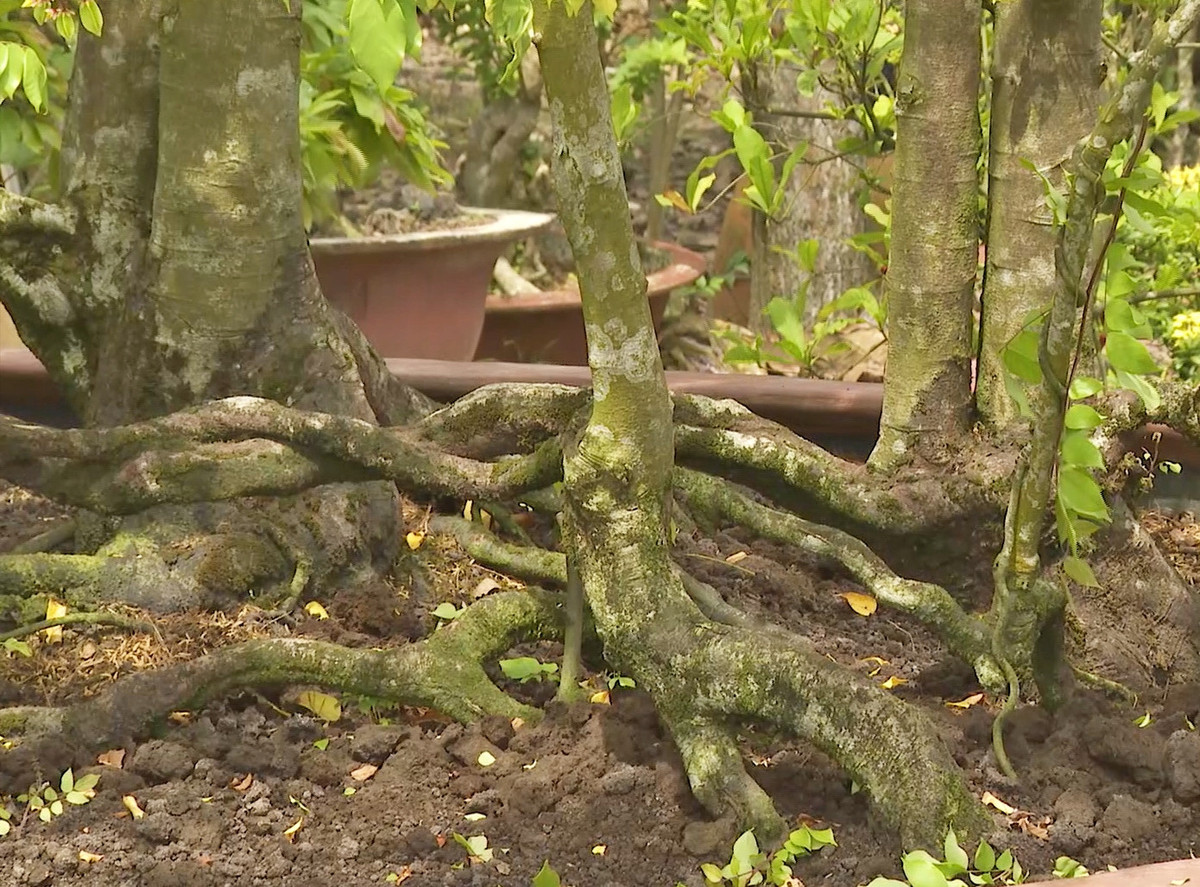 Bộ rễ cây khế dài 2,5 mét, chiều rộng phía gốc 1,4m. Ảnh: Vietnamnet