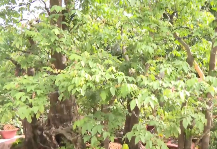 Các thân cây mọc thẳng đứng, so le nhau nhìn rất đẹp mắt. Ảnh: Truyền hình Hậu Giang