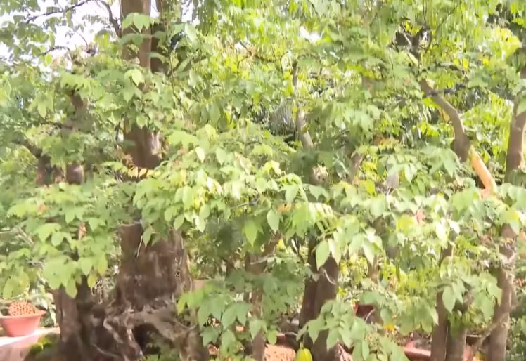 Các thân cây mọc thẳng đứng, so le nhau nhìn rất đẹp mắt. Ảnh: Truyền hình Hậu Giang