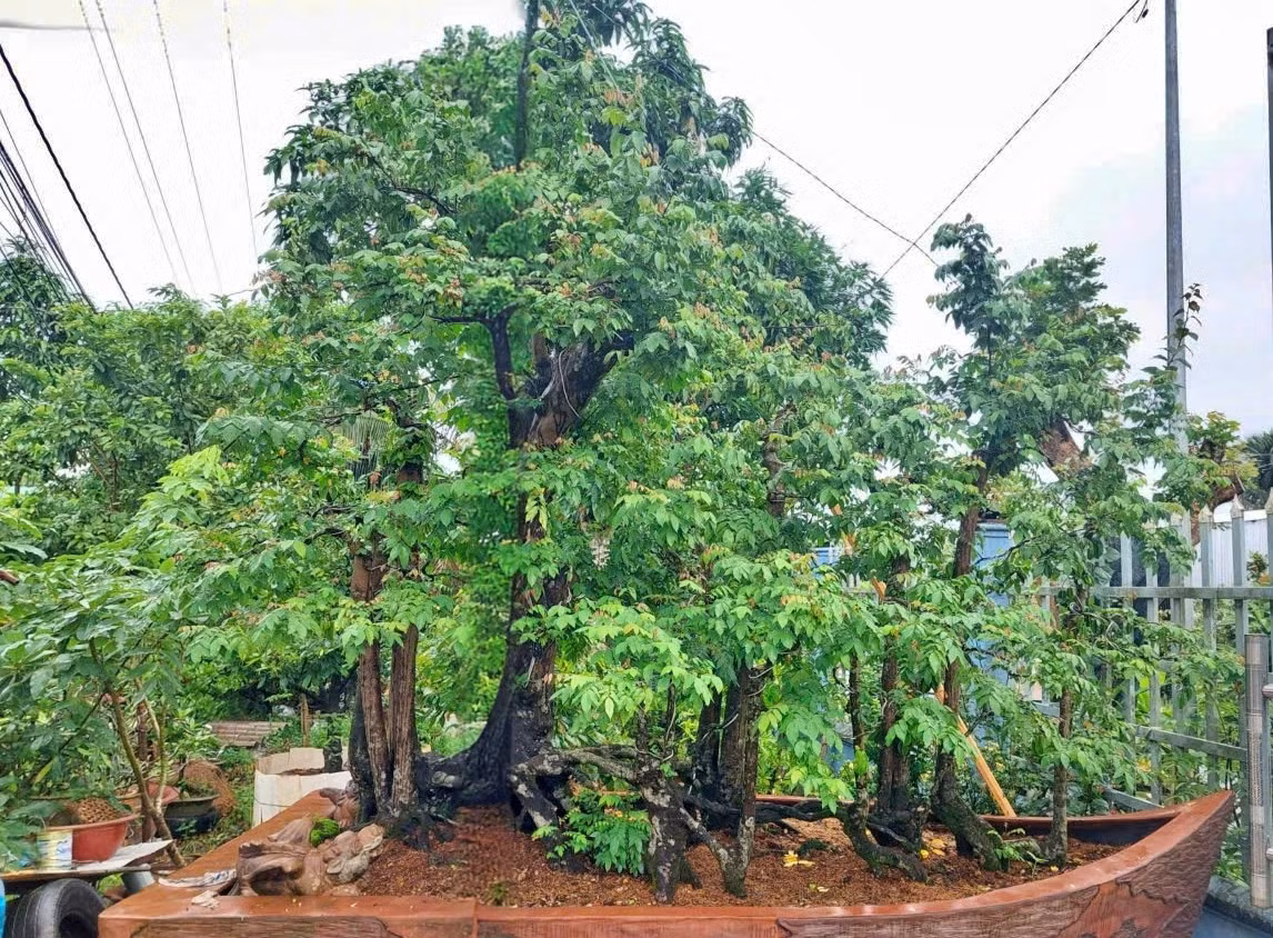 Cay khe 19 than, khach “do” bao nhieu tien cung khong mua duoc