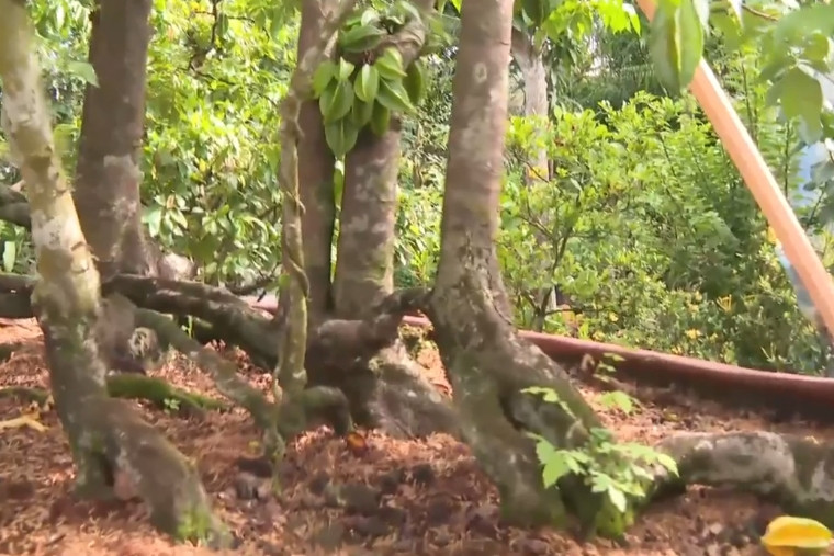 Ông Nhãn trồng cây khế vào chậu hình thuyền với mong ước “thuận buồm xuôi gió”. Ảnh: Truyền hình Hậu Giang