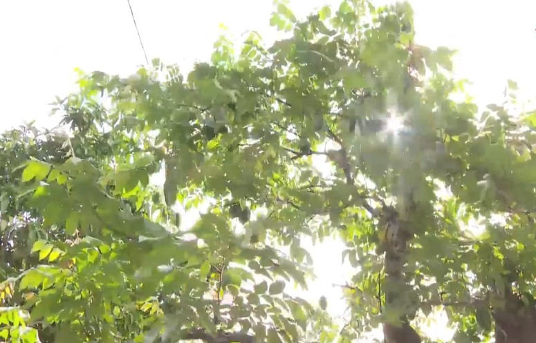 Ông ưu tiên chăm sóc, tạo dáng theo khung cây tự nhiên và tự tay chăm sóc cây khế 19 thân, không giao cho nhân viên hỗ trợ. Ảnh: Truyền hình Hậu Giang