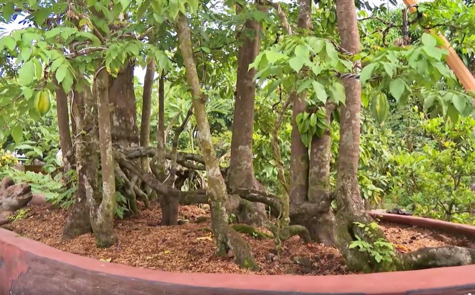 Cây khế có 1 thân cây chủ với hoành khoảng 80cm và 18 cây con với dáng thế độc đáo. Ảnh: Vietnamnet