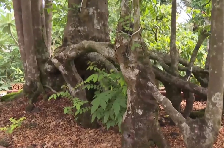 Cây khế khoảng trên 70 năm tuổi. Ông Nhãn nhẩm tính hoảng 5 năm nữa, dáng thế của cây khế này mới hoàn thiện. Ảnh: Truyền hình Hậu Giang