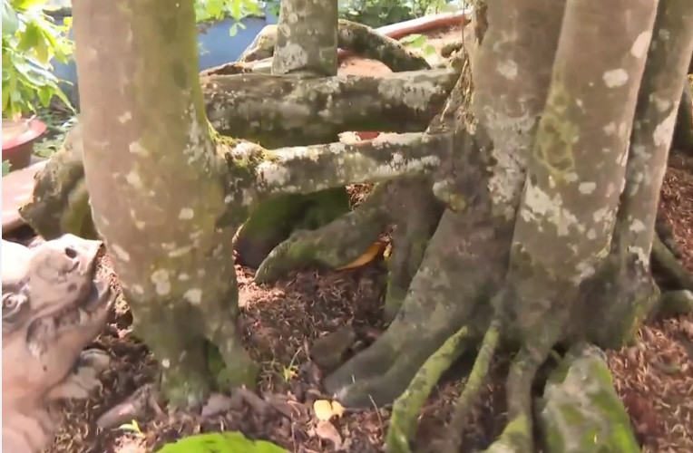 Dù nhiều người tìm đến hỏi mua nhưng ông không bán, quyết giữ lại để ngắm. Ảnh: Truyền hình Hậu Giang