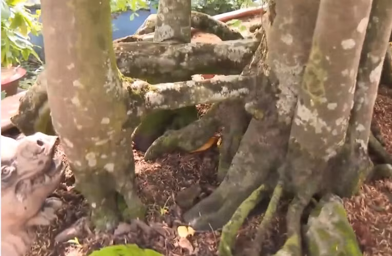 Dù nhiều người tìm đến hỏi mua nhưng ông không bán, quyết giữ lại để ngắm. Ảnh: Truyền hình Hậu Giang