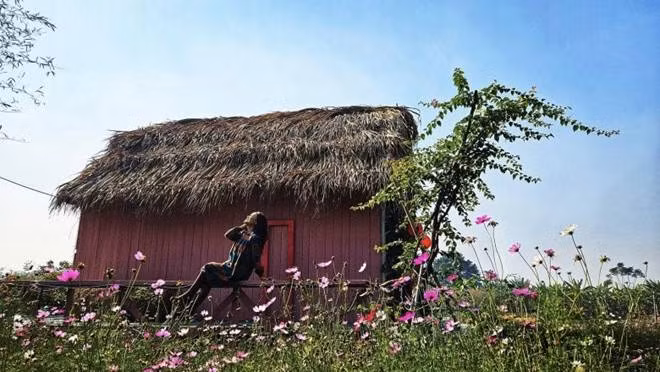 Bao quanh ngôi nhà tranh là các loại hoa xinh xắn.