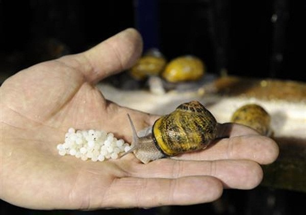 Ngoài thịt ốc, trứng ốc sên cũng rất phổ biến và được yêu thích tại Pháp.