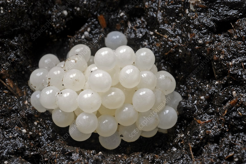 Ở trạng thái tự nhiên, trứng ốc sên có lớp vỏ trong suốt như trứng cá.