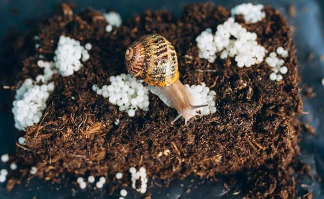 Để có 10gam trứng, người ta cần sử dụng ít nhất 25 con ốc.