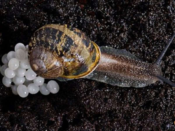 Mỗi quả trứng ốc sên có kích cỡ rất nhỏ, chỉ khoảng 2mm, màu trắng trong.