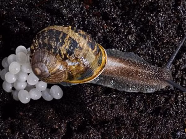 Mỗi quả trứng ốc sên có kích cỡ rất nhỏ, chỉ khoảng 2mm, màu trắng trong.