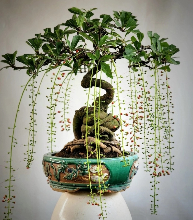 Từng là cây mọc dại hoặc được người dân trồng trước sân lấy bóng mát, những năm gần đây, lộc vừng được các nghệ nhân đưa lên chậu thành bonsai đẹp lạ. Ảnh: iBonssai