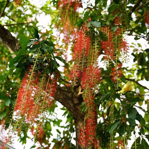 Mỗi mùa hoa nở, cây lộc vừng bonsai rực rỡ cả một góc khiến ai ngang qua cũng phải ngước nhìn. Ảnh: iBonssai