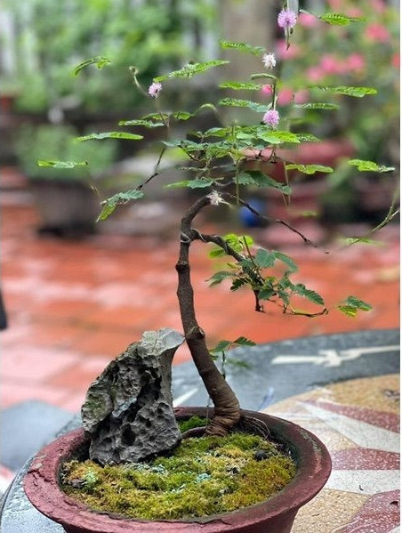 Trên thị trường, bonsai hoa trinh nữ được rao bán dưới hai hình thức là cây phôi và cây bonsai thành phẩm. Ảnh: Facebook