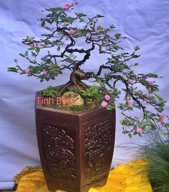 Là cây mọc dại ở bụi rậm nhưng nhờ dáng thế đẹp, dễ uốn nắn, cây hoa trinh nữ được người chơi cây yêu thích, mang về trồng thành bonsai. Ảnh: Vietnamnet