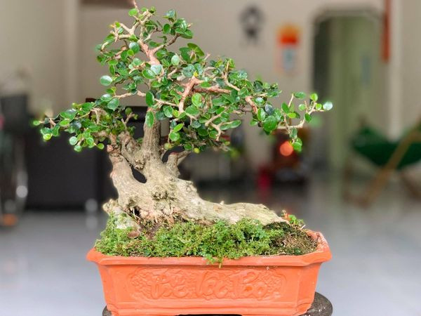 Không chỉ có lá và nhiều quả đẹp, các nhánh cành cây sam núi còn dễ uốn nắn, tạo hình dáng đẹp mắt... Ảnh: Facebook