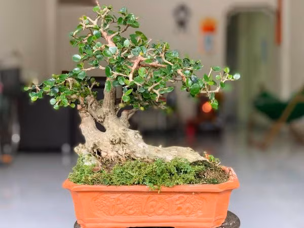 Không chỉ có lá và nhiều quả đẹp, các nhánh cành cây sam núi còn dễ uốn nắn, tạo hình dáng đẹp mắt... Ảnh: Facebook
