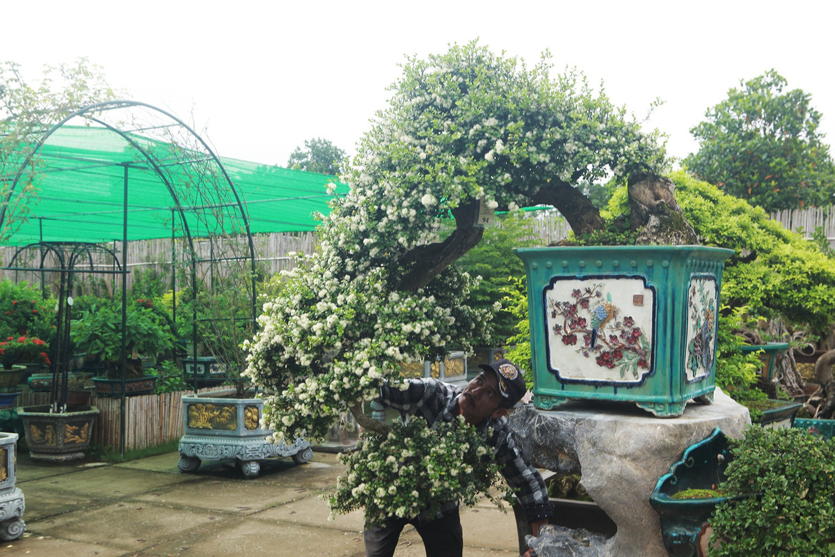 Đến mùa, hải châu nở hoa trắng muốt như những bông tuyết, trái đỏ như viên ruby nên người chơi thường gọi là "hòn ngọc Viễn Đông". Ảnh: Facebook