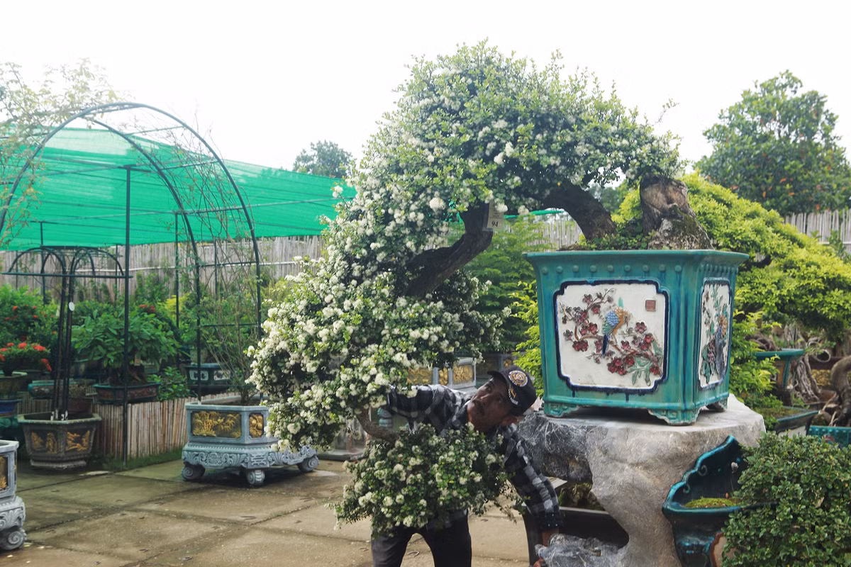 Đến mùa, hải châu nở hoa trắng muốt như những bông tuyết, trái đỏ như viên ruby nên người chơi thường gọi là "hòn ngọc Viễn Đông". Ảnh: Facebook