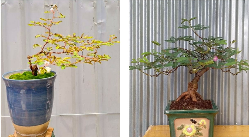 Cá biệt, có những phôi cây hiếm, đẹp giá lên đến cả chục triệu đồng/cây. Ảnh: Caycanhhanoi