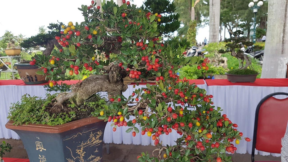 Cây hải châu được người yêu cây cảnh chú ý từ khoảng 20 năm trước. Các nghệ nhân tìm thấy hải châu ở những vách núi cheo leo rồi tạo tác thành bonsai. Ảnh: Facebook