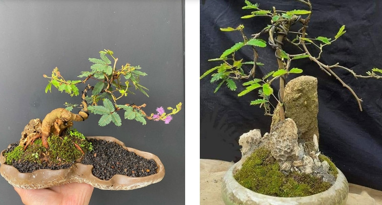 Giá những cây trinh nữ bonsai từ vài trăm đến vài triệu đồng, tùy thuộc vào dáng thế, kích cỡ...Ảnh: Caycanhhanoi