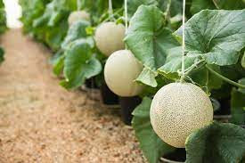 Ở giai đoạn kết trái, người trồng chỉ giữ 2- 3 quả trên một cây. Sau đó khoảng một tuần, chỉ quả có hình dáng đẹp nhất mới được giữ lại trên cây. Ảnh: The Cold Wire