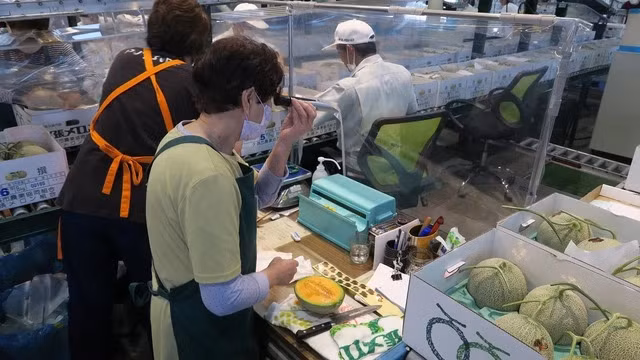 Không chỉ bán đấu giá đầu mùa, một quả dưa Yubari King có thể dễ dàng được bán ra với giá thấp nhất là 5.000 yên (hơn 860.000 đồng) tại các cửa hàng. Ảnh: Walter sim