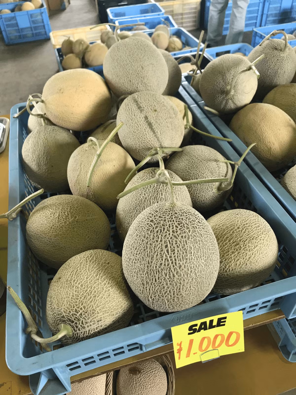 Thời xa xưa, chỉ những người có địa vị và thân phận cao quý trong xã hội mới có cơ hội được thưởng thức dưa lưới Yubari King đặc biệt này. Ảnh: Masai Mara