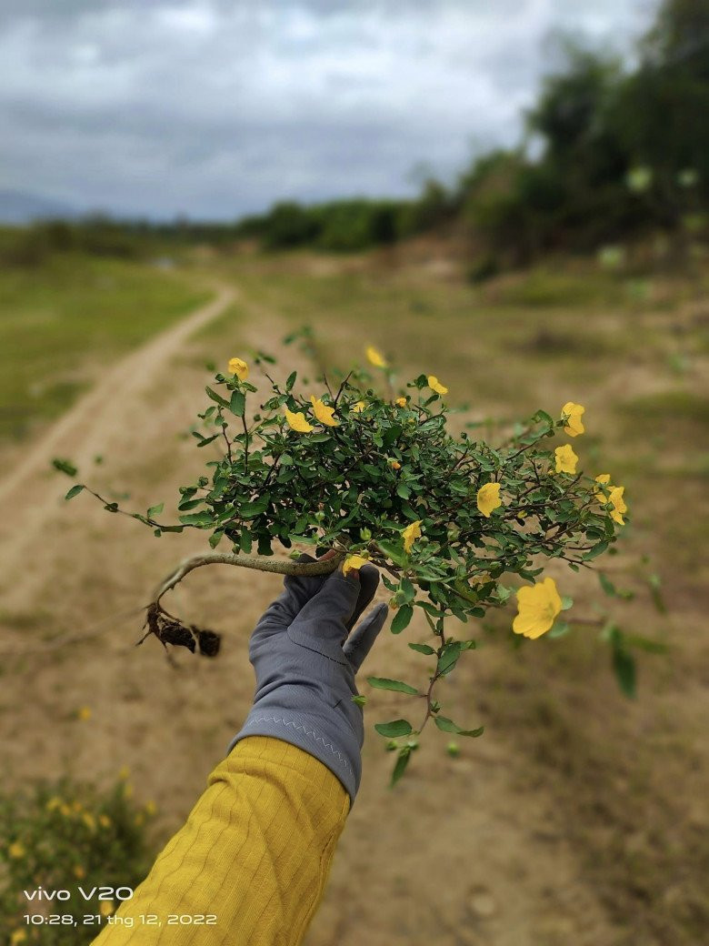 Trên thị trường, hoa ké bonsai có nhiều kích cỡ và kiểu dáng, giá từ vài trăm nghìn đến vài triệu đồng mỗi chậu. Ảnh: Facebook
