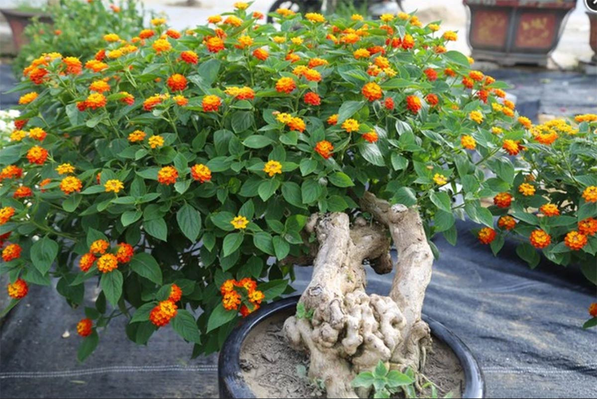 Vốn mọc dại khắp nơi nay hoa ngũ sắc cũng "lên chậu" thành bonsai có dáng thế tuyệt đẹp. Ảnh: Tiền phong