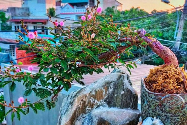 Khi mới xuất hiện, hoa trinh nữ bonsai tiền triệu lập tức trở thành thú chơi được giới chơi cây cảnh săn đón. Ảnh: Facebook