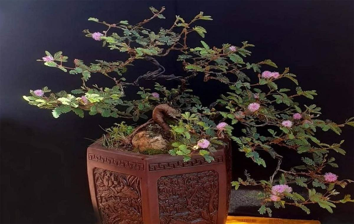 Hoa trinh nữ hay còn gọi cây xấu hổ vốn là cây dại mọc ven dường. Tuy nhiên, nhờ dáng đẹp, có hoa nhỏ màu tím bắt mắt, hoa trinh nữ được các nghệ nhân đưa lên chậu thành bonsai độc đáo. Ảnh: Báo Đắk Nông