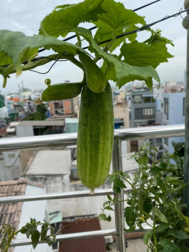 Trái lại, Cẩm Ly trồng được nhiều cây ra quả như bầu, bí, mướp, bí đỏ, đậu bắp, ổi, xoài, mãng cầu, na, cà chua, dưa leo, mướp đắng...